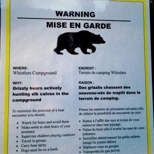 Grizzley bears are actively hunting elk calves in the campground. WHAT!