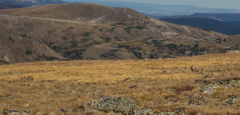 Alpine Ecosystem: Marmot on the tundra